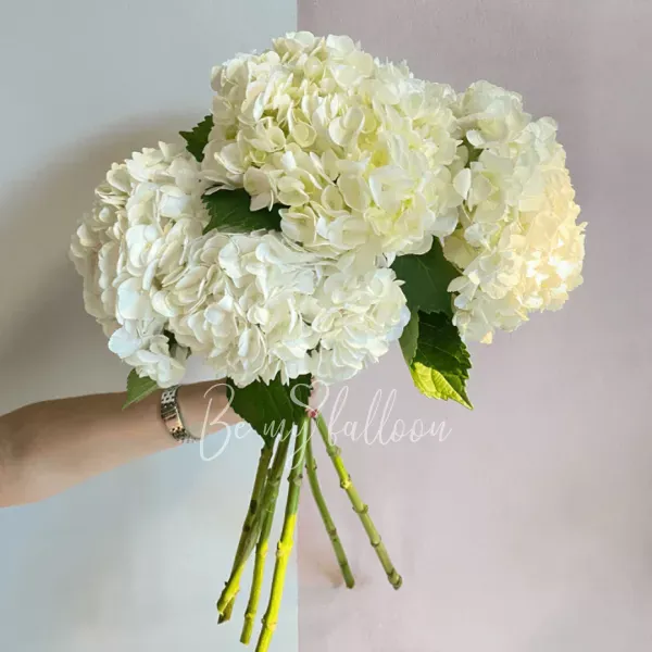 6 White Hydrangeas